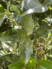 Aiouea dubia