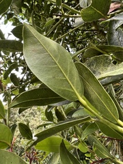 Aiouea dubia