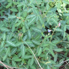 Desmodium batocaulon
