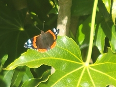 Vanessa atalanta atalanta