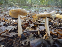 Amanita crocea