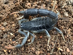 Uroplectes olivaceus