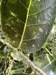 Aiouea dubia