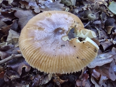 Amanita crocea
