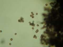 Diderma globosum