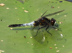 Leucorrhinia caudalis