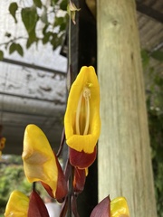 Thunbergia mysorensis