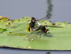 Leucorrhinia caudalis