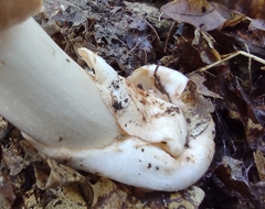 Amanita crocea