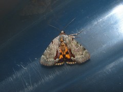 Catocala grynea