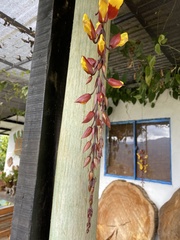 Thunbergia mysorensis