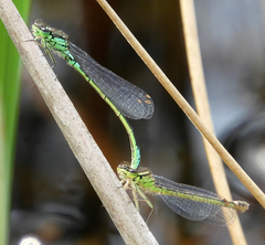 Coenagrion armatum