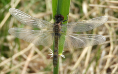 Leucorrhinia caudalis