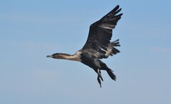 Phalacrocorax carbo lucidus