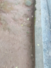 Hibiscus rosa-sinensis