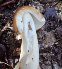 Amanita crocea