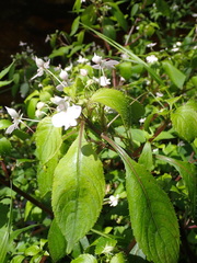 Impatiens hochstetteri