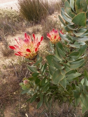 Protea eximia