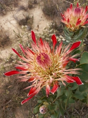 Protea eximia