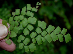 Adiantum atroviride