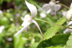 Impatiens hochstetteri