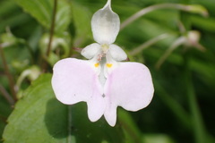 Impatiens hochstetteri