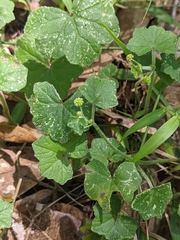 Hydrocotyle hirta