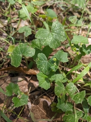 Hydrocotyle hirta