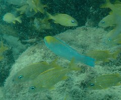 Scarus coeruleus