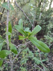 Cyrilla racemiflora
