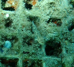 Coryphopterus dicrus