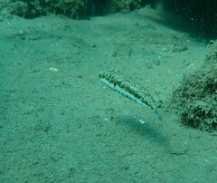 Sphoeroides spengleri