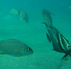 Pomacanthus arcuatus