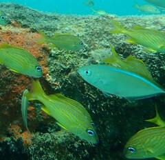 Caranx ruber