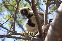 Propithecus coquereli