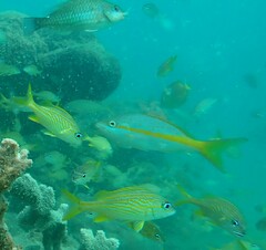 Ocyurus chrysurus