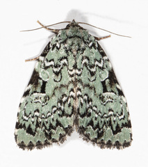 Leuconycta diphteroides