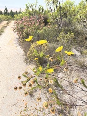 Ursinia paleacea