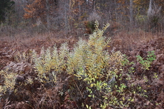 Salix humilis tristis