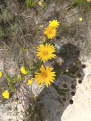 Ursinia paleacea
