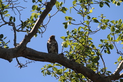 Buteo brachypterus