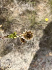 Ursinia paleacea