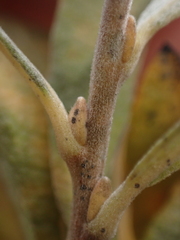 Salix humilis tristis