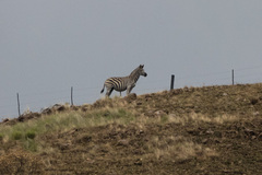 Equus quagga