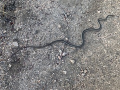 Masticophis lateralis