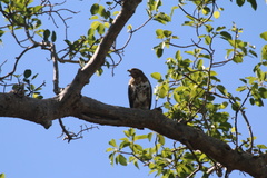 Buteo brachypterus