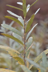 Salix humilis tristis