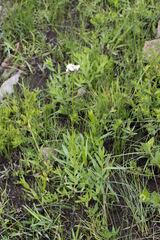 Callilepis laureola