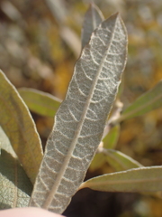 Salix humilis tristis