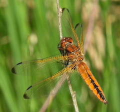 Libellula fulva